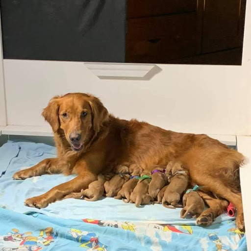 Pups1